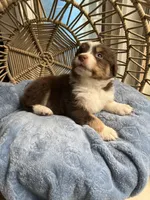 Levi, a male Australian Shepherd for sale in Grants Pass, OR – Photo 4 of 9