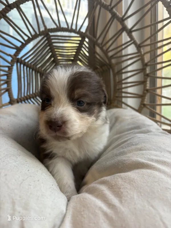 Cora – Australian Shepherd puppy for sale in Grants Pass, OR
