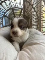 Cora, a female Australian Shepherd for sale in Grants Pass, OR – 1 of 7
