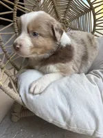 Walter, a male Australian Shepherd for sale in Grants Pass, OR – 5 of 8