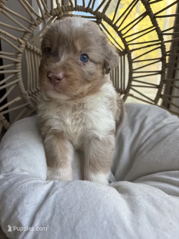 Bonnie – Australian Shepherd puppy for sale in Grants Pass, OR