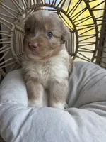 Bonnie, a female Australian Shepherd for sale in Grants Pass, OR – 1 of 7