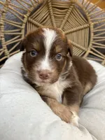 Lilo, a female Australian Shepherd for sale in Grants Pass, OR – 4 of 6