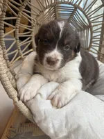 Apollo, a male Australian Shepherd for sale in Grants Pass, OR – 2 of 6
