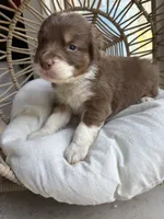 Zorro, a male Australian Shepherd for sale in Grants Pass, OR – 5 of 5