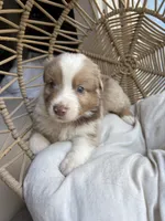 Walter, a male Australian Shepherd for sale in Grants Pass, OR – 4 of 8