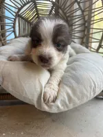 Cora, a female Australian Shepherd for sale in Grants Pass, OR – 6 of 7