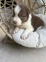 Hunter, a male Australian Shepherd for sale in Grants Pass, OR – 8 of 10
