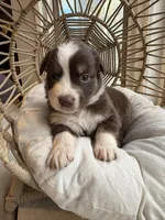 Mary Ann, a female Australian Shepherd for sale in Grants Pass, OR – 3 of 10