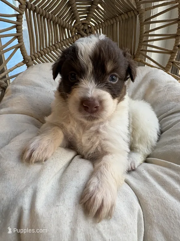 Cash – Australian Shepherd puppy for sale in Grants Pass, OR