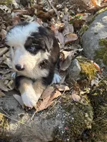 Winston, a male Australian Shepherd for sale in Grants Pass, OR – 2 of 4