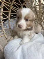 Walter, a male Australian Shepherd for sale in Grants Pass, OR – 2 of 8