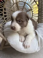 Jack, a male Australian Shepherd for sale in Grants Pass, OR – 2 of 4