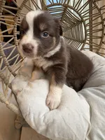 Mary Ann, a female Australian Shepherd for sale in Grants Pass, OR – 8 of 10