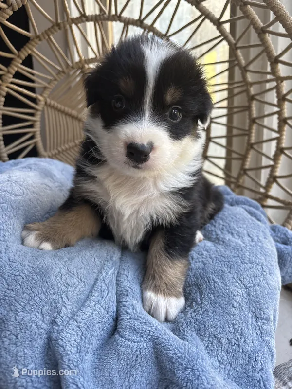 Charlie – Australian Shepherd puppy for sale in Grants Pass, OR