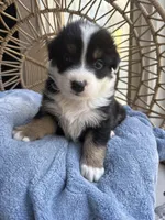 Charlie, a male Australian Shepherd for sale in Grants Pass, OR – 1 of 9
