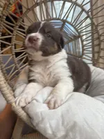Apollo, a male Australian Shepherd for sale in Grants Pass, OR – 6 of 6