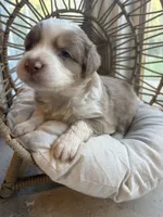 Everett, a male Australian Shepherd for sale in Grants Pass, OR – 2 of 5
