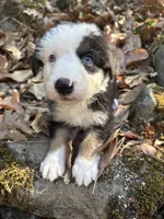 Winston, a male Australian Shepherd for sale in Grants Pass, OR – 1 of 4