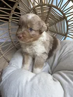 Bonnie, a female Australian Shepherd for sale in Grants Pass, OR – 4 of 7