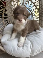 Zorro, a male Australian Shepherd for sale in Grants Pass, OR – 3 of 5