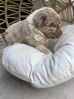 Bonnie, a female Australian Shepherd for sale in Grants Pass, OR – 5 of 7