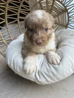 Bonnie, a female Australian Shepherd for sale in Grants Pass, OR – 7 of 7