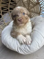 Bonnie, a female Australian Shepherd for sale in Grants Pass, OR – 6 of 7