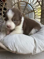 Hunter, a male Australian Shepherd for sale in Grants Pass, OR – 9 of 10