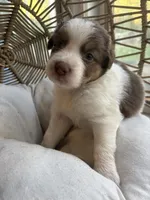 Lou, a male Australian Shepherd for sale in Grants Pass, OR – 6 of 6