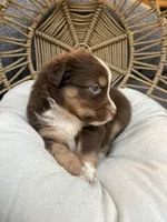 Lilo, a female Australian Shepherd for sale in Grants Pass, OR – 2 of 6