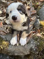 Winston, a male Australian Shepherd for sale in Grants Pass, OR – 3 of 4