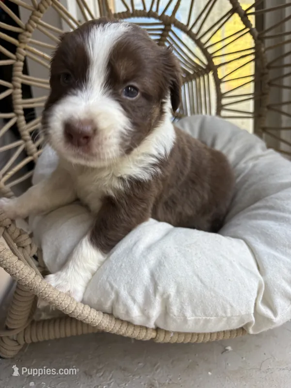 Marisabell – Australian Shepherd puppy for sale in Grants Pass, OR