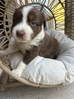 Marisabell, a female Australian Shepherd for sale in Grants Pass, OR – 1 of 6