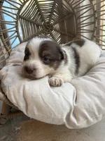 Cora, a female Australian Shepherd for sale in Grants Pass, OR – 4 of 7