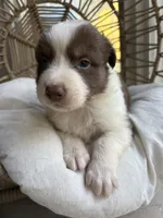 Jack, a male Australian Shepherd for sale in Grants Pass, OR – 4 of 4
