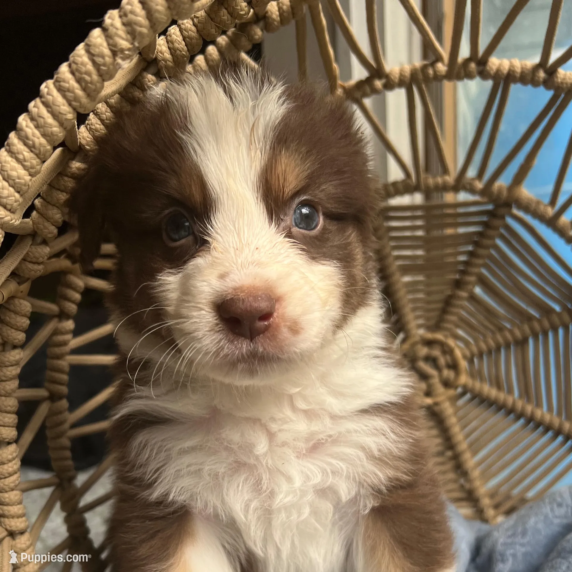 liam  – Australian Shepherd puppy for sale in Grants Pass, OR