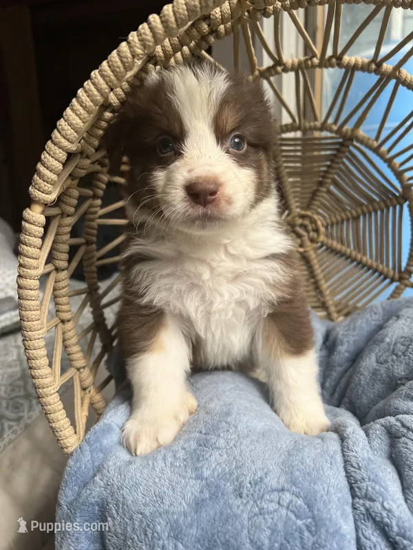 liam  – Australian Shepherd puppy for sale in Grants Pass, OR