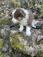 liam , a male Australian Shepherd for sale in Grants Pass, OR – 3 of 6