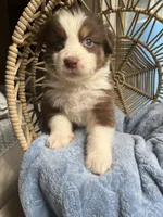 liam , a male Australian Shepherd for sale in Grants Pass, OR – 5 of 6