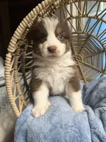 liam , a male Australian Shepherd for sale in Grants Pass, OR – 6 of 6