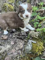 liam , a male Australian Shepherd for sale in Grants Pass, OR – 2 of 6