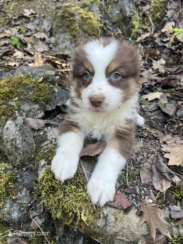 liam  – Australian Shepherd puppy for sale in Grants Pass, OR