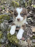 liam , a male Australian Shepherd for sale in Grants Pass, OR – 1 of 6