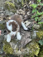 liam , a male Australian Shepherd for sale in Grants Pass, OR – 4 of 6