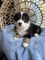 Charlie, a male Australian Shepherd for sale in Grants Pass, OR – 3 of 9