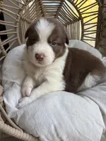 Hunter, a male Australian Shepherd for sale in Grants Pass, OR – 2 of 10