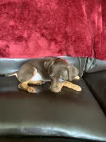 Sparkly, a male Miniature Pinscher for sale in Fredericksburg, VA – 4 of 7
