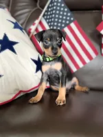 Mikey, a male Miniature Pinscher for sale in Fredericksburg, VA – 5 of 7