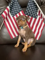 Coco, a male Miniature Pinscher for sale in Fredericksburg, VA – 3 of 3